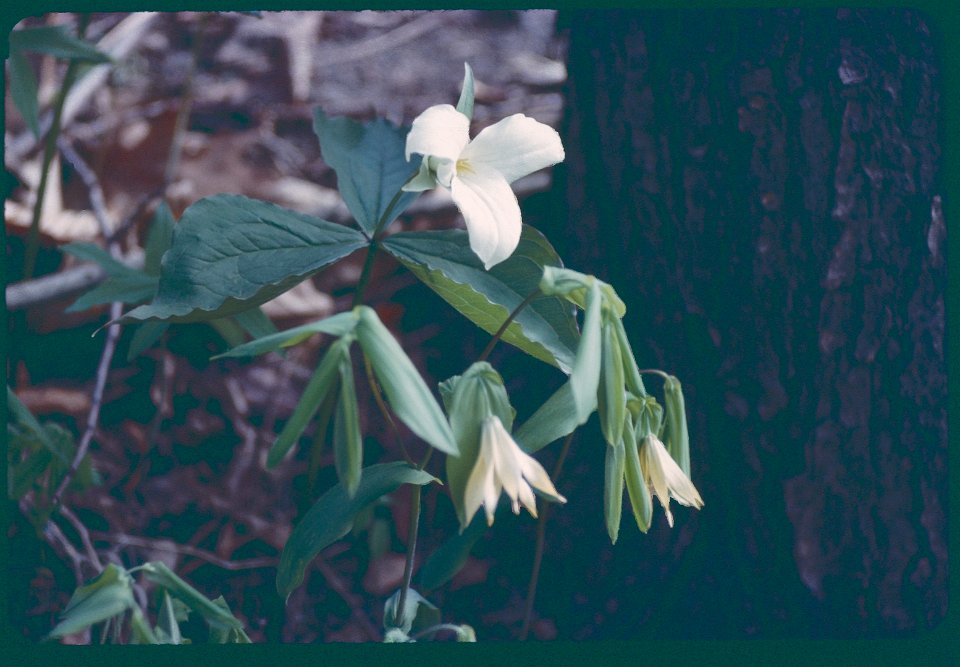 Trillium  Bellwort 1974